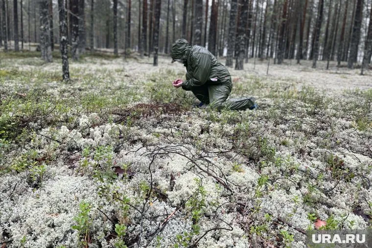 В Свердловской области ведут поиски 45-летней женщины, которая ушла за ягодами