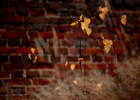 Народные приметы ноября: что категорически нельзя делать перед зимой 2025