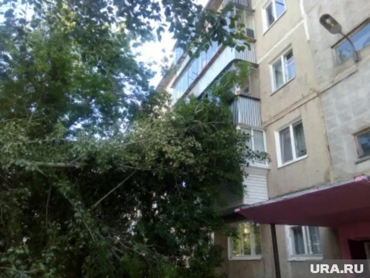 Тополь не выдержал сильного ветра и рухнул на стену пятиэтажки