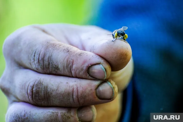 Служба спасения помогла курганцу, пострадавшему от ос