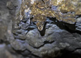 Стало известно, кто получил лицензию на Мечкинскую пещеру в Пермском крае 