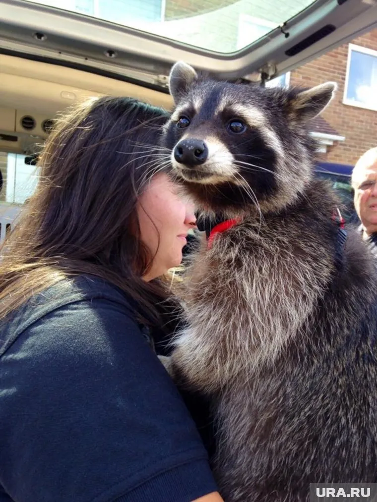 Енот Орео помог создать трехмерную модель для «Стражей галактики»