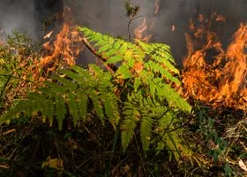 Вильфанд заявил, что торфяники в Екатеринбурге будут гореть долго