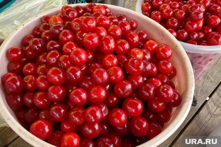 Вишню в Кургане можно купить разными объемами
