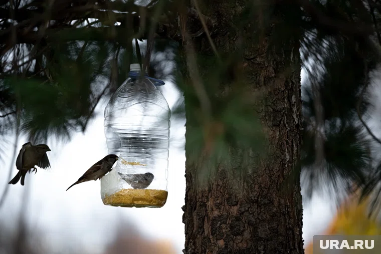 Наблюдения за птицами помогут оценить изменения в городской среде