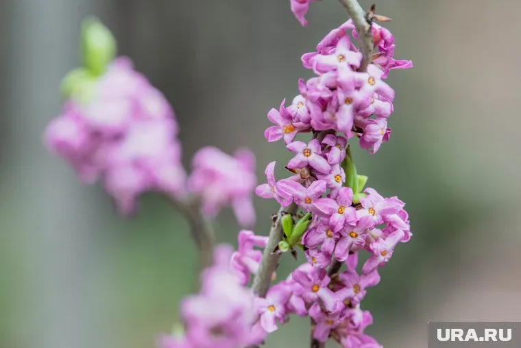 За срыв сирени с кустов может грозить штраф до 500 тысяч рублей, либо более серьезные последствия 