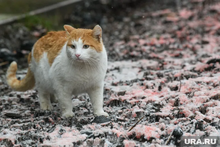 По словам российского военного, ВСУ не гнушались убийством котов под Волчанском