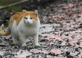 Фотография из галереи