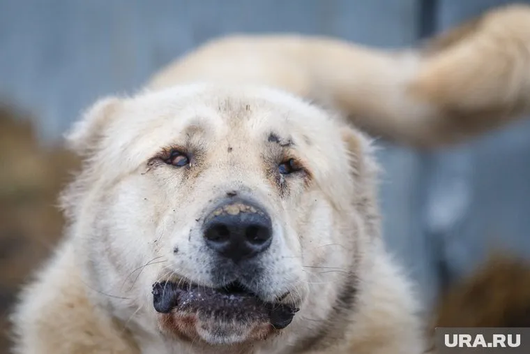 На тюменку накинулся и искусал алабай