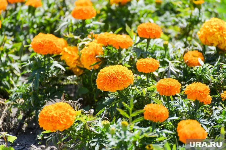 Всего высадили 1000 бархатцев рядом с Вечным огнем