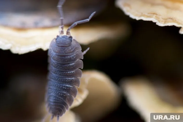 Сырость является благоприятной средой для размножения мокриц