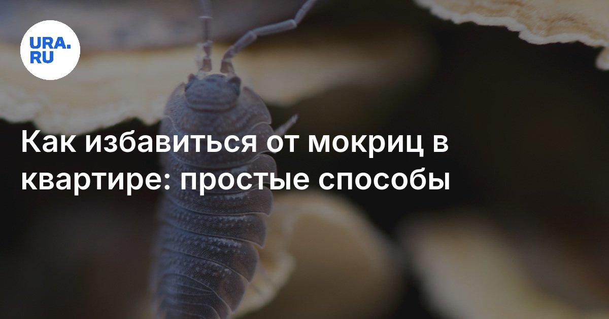 Как избавиться от мокриц в квартире: простые способы