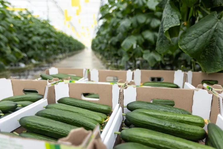 Михаил Мишустин во время посещения агрокомплекса в Кашире. Москва