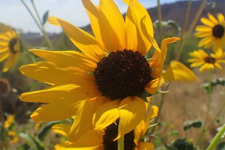 Подсолнечник сорнополевой. Stock