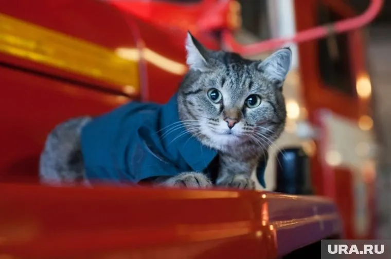 Обстоятельства, при которых Семена сбил автомобиль, неизвестны