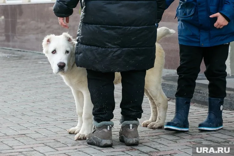 Собаки, которые загрызли ребенка в Оренбурге, будут отпущены, сказал глава города Сергей Салмин