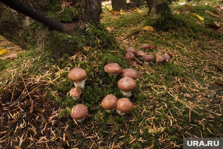 Маслята растут в хвойных и смешанных лесах