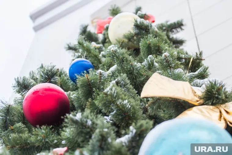 Елка росла на садовом участке больше 40 лет