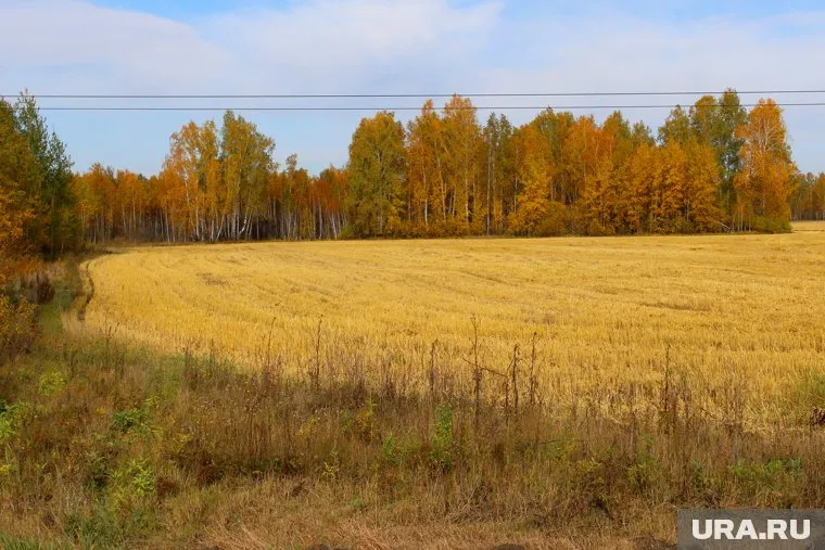 По словам местных жителей, земли около охотничьих домиков неплодородные, однако суд так не считает