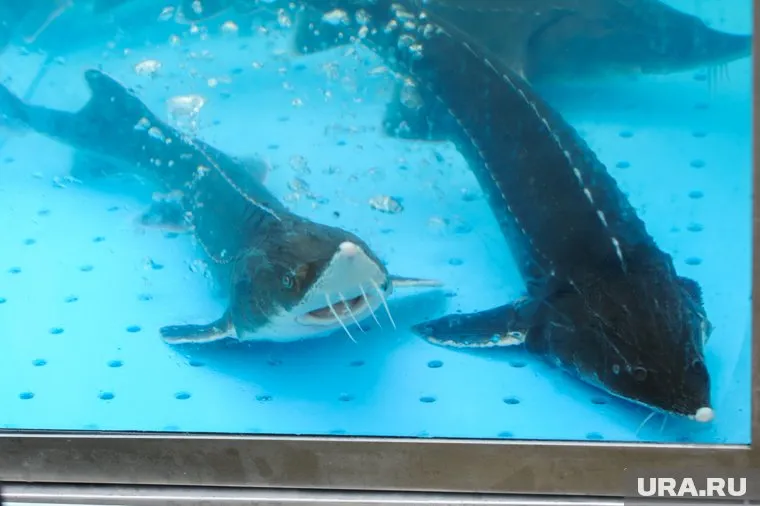 За вылов сибирского осетра в ХМАО придется заплатить минимум полмиллиона рублей 