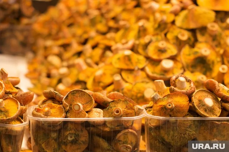 Вино из грибов могло стать визитной карточкой региона, считает создатель проекта 