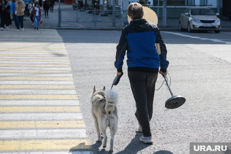 От зараженного животного на человека передачу осуществляют блохи