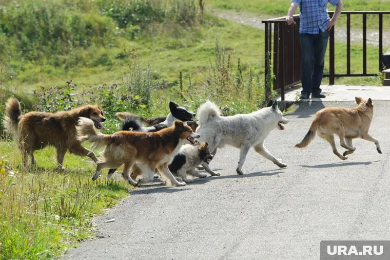 Собаки нападают на тюменцев, в том числе и на детей