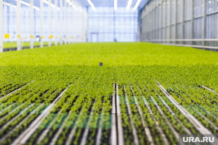 Комбинат может появиться к 2027 году