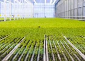 Фотография из галереи