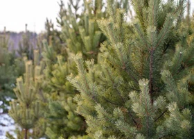 Пермские елки защитят от незаконной вырубки необычным способом 