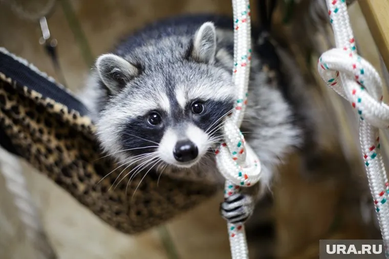 Сотрудник зоопарка не заметил агрессивного состояния енота