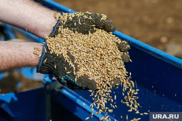 Более десяти тысяч тонн злак экспортировали из Урала