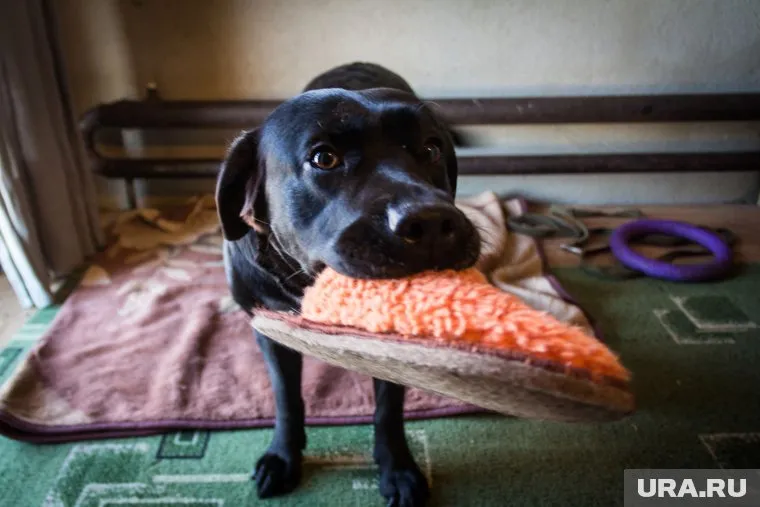 Эксперты связывают это с ростом конкуренции на рынке арендного жилья