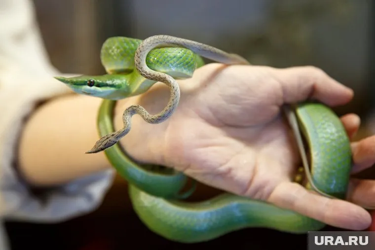 Владельцы будут обязаны передать опасных животных в зоопарки и цирки