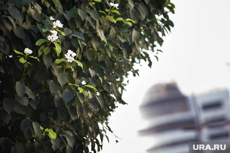 Деревья оказались обмануты погодой