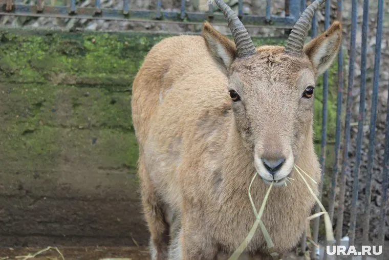 Позже козлу поставят памятник