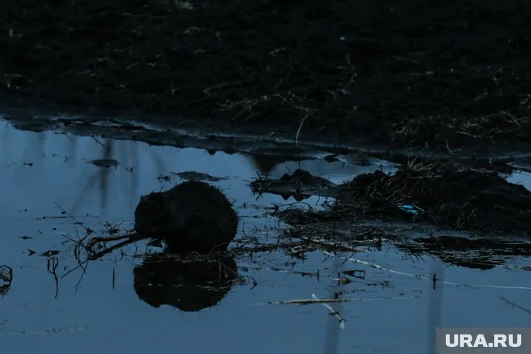 Бобра выпустили в естественную среду обитания