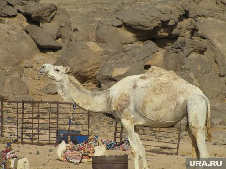 Отдых южноуральцев в Египте оказался излишне экзотичным
