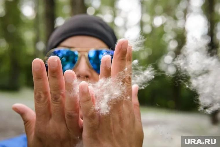Тополиный пух вбирает в себя аллергены и пыльцу других растений