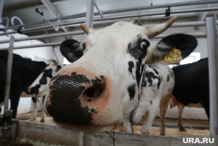 Агропредприятие увеличило выручку более чем на 300 млн рублей