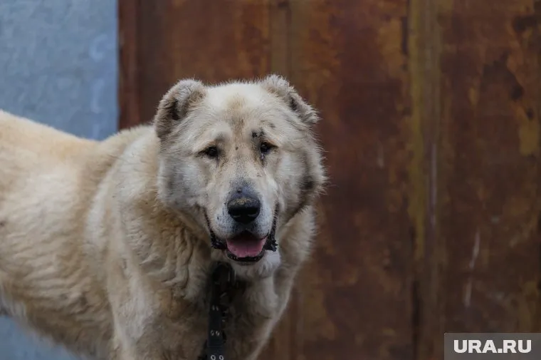Отогнать разъяренного пса помогли проезжающие мимо автомобилисты