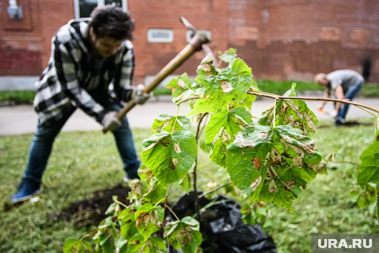 В микрорайоне Левашово деревья посадили прямо в асфальт