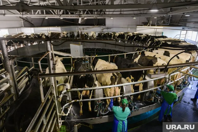 На заводе построят родильное отделение и увеличат поголовье коров до 4800