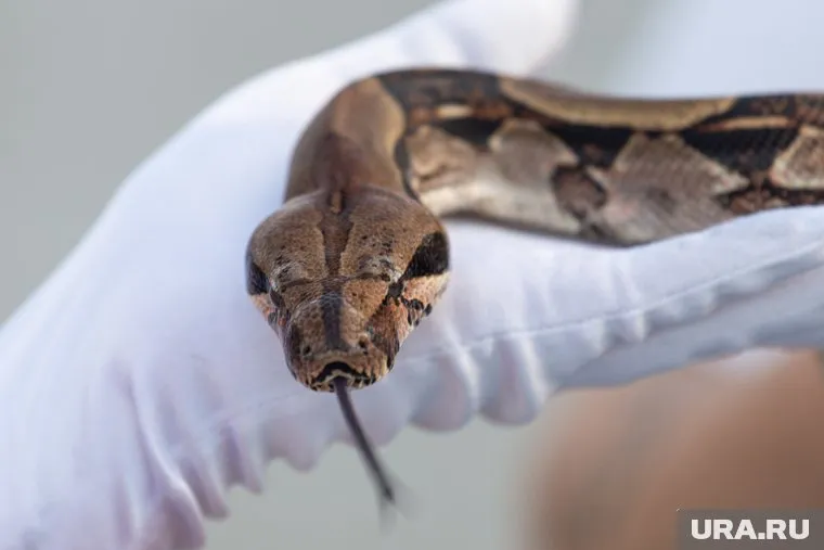 Змею удалось поместить в ведро (архивное фото)