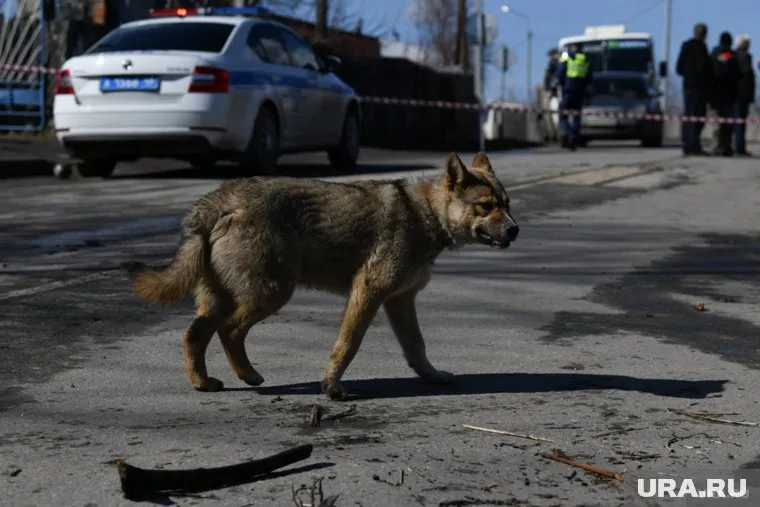 Ограничение не распространяется на автобусы и грузовики