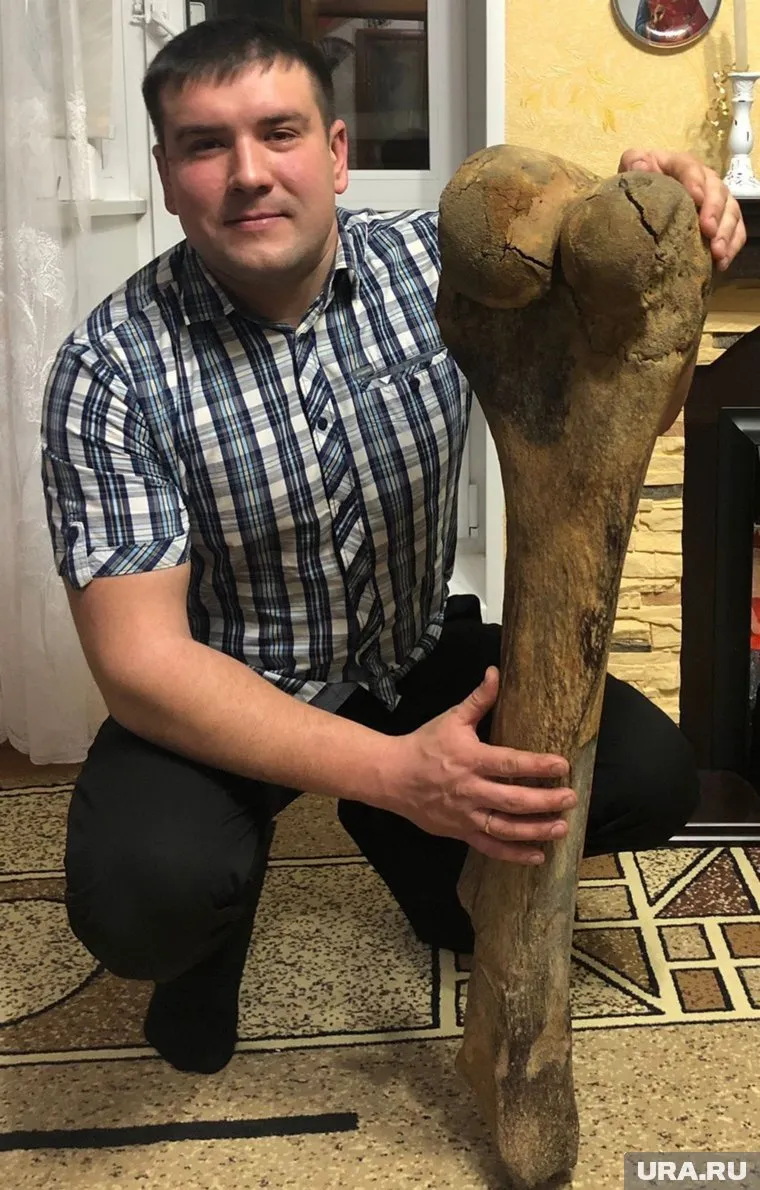 Останки мамонта обнаружены на берегу Оби