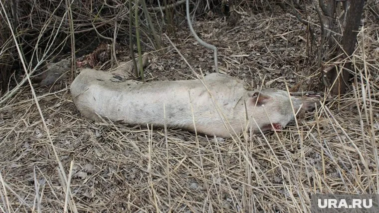 Трупы обследованы на сибирскую язву и африканскую чуму свиней