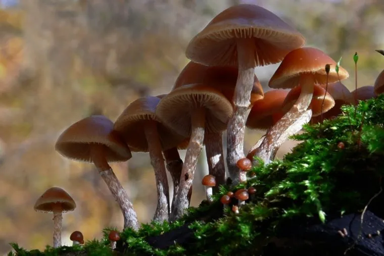 Галерина окаймленная. Stock