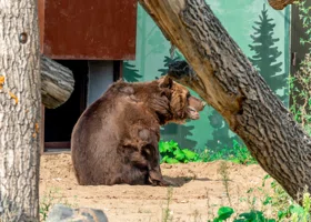 Чем новый зоопарк радует пермяков и гостей города