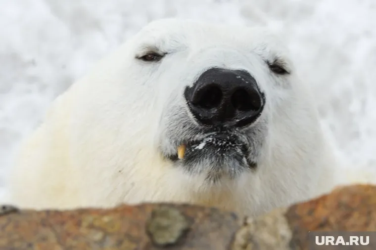Главным достоянием арктического сафари станут белые медведи